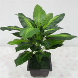 Simulation plant Dieffenbachia