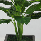 Simulation plant Dieffenbachia