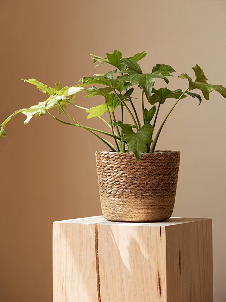 Vine Plant Green Plant Flowerpot