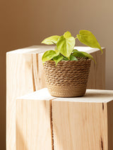 Vine Plant Green Plant Flowerpot